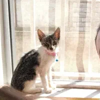 واگذاری رایگان گربه