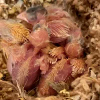 قناری جفت باجوجه