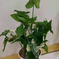 گل اپارتمانی