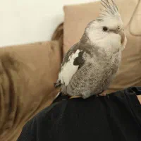 عروس هلندی دستی|حیوانات|شیراز, کوشک میدان|دیوار