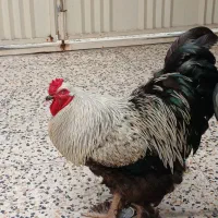 فروش خروس اصیل نژاد برهما (امپراطور )