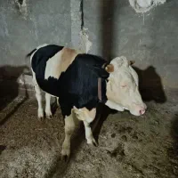 فروش گاو سیمینتال درجه یک اصل