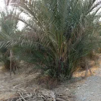 بچه نخل ...دمیت