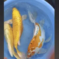 کوی مولد سوپر باله و مشکی زغالی|ماهی|کیاشهر, |دیوار