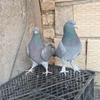 کفتر|پرنده|یزد, |دیوار