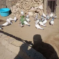 کفتر یا کبوتر برای نگه داری|پرنده|ملایر, |دیوار