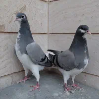دمگیر مفلق