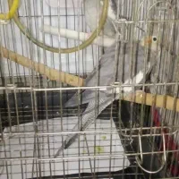 جفت مولد عروس هلندی