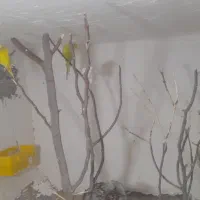 مرغ عشق