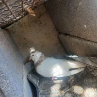 کبوتر طوقی