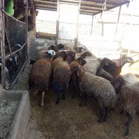 میش آبستن میش بره|حیوانات مزرعه|کوهدشت, |دیوار