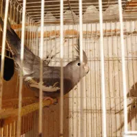 عروس هلندی ومرغ عشق انگلیسی|پرنده|علیآباد کتول, |دیوار