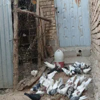 کفتر سالم