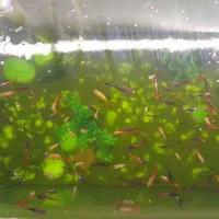 ماهی کوپی|ماهی|مشهد, نوید|دیوار