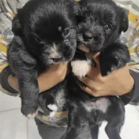 سگ پامر / شینزو|سگ|گلبهار, شهر جدید گلبهار|دیوار