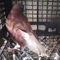 کبوتر پرشی نر