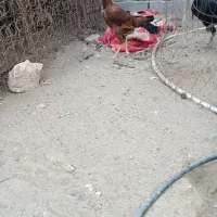 تعداد6عددمرغ بفروش میرسد...|حیوانات مزرعه|میناب, |دیوار