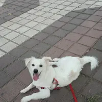 اشپیتز میکس