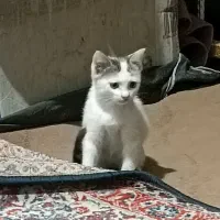 گربه گمشده