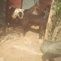 دوعدد بز پاکستانی نرو ماده|حیوانات مزرعه|دهگلان, |دیوار