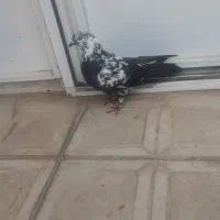 اخ باش ماده صید شده|پرنده|اردبیل, |دیوار