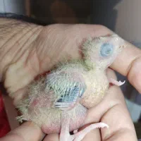 دو عدد جوجه عروس هلندی گلباقالی سرلاکی|پرنده|کرمان, |دیوار