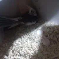 جفت عروس هلندی وایت فیس|پرنده|قم, محمد آباد|دیوار