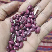 لوییا قرمز|خوردنی و آشامیدنی|بزینه رود, |دیوار