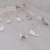 کفتر پرشتی|پرنده|میناب, |دیوار