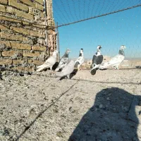 کفتر خوشگل ضربه|پرنده|سبزوار, ایزی شهر|دیوار