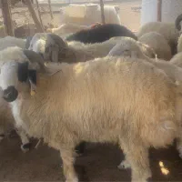 فروش فوق العاده گوسفند و بره پلواری