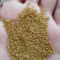بذر یونجه محلی|خدمات باغبانی و درختکاری|رودخانه, |دیوار