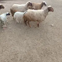 چهار عدد میش و بره|حیوانات مزرعه|ایلام, |دیوار
