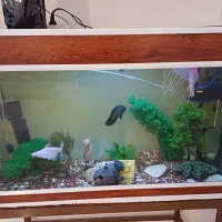 اکواریوم با ابعاد ۰.۸×۰.۶×۱|ماهی|کرمان, |دیوار