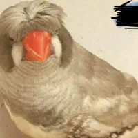 فنج کاکلی