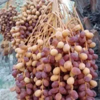 خرمایی قسب