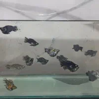 ماهی مولی ( گاوی و بالن )