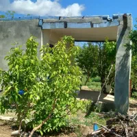 باغچه بادرختان الوان