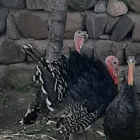 بوقلمون نر