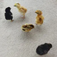 جوجه و تخم مرغ آبی و سبز (لاکنزی و امرکانا)|حیوانات مزرعه|قائمشهر, |دیوار