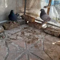 کبوتر پرشی  بوم