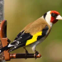 دوعدد عروس هلندی نر و مرغ عشق