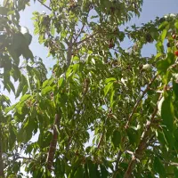 فروش-شش-هزارمتر-باغ-کشاورزی