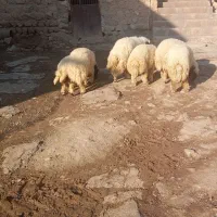 بره پروار|حیوانات مزرعه|کارزان, |دیوار