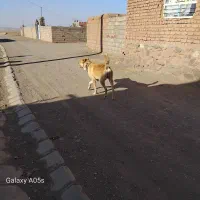 سگ  گله ای.دهن پاک