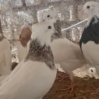 طوقی هفترنگ|پرنده|باغ بهادران, |دیوار