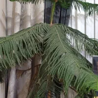 کاج مطبق