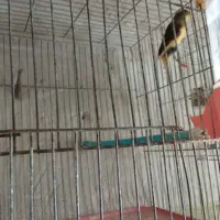 فروش ۱۰جفت قناری قیمت توافقی|پرنده|میانه, |دیوار