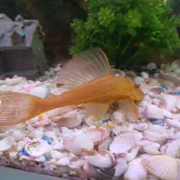 ماهی لجنخوارشکلاتی|ماهی|مشهد, عبادی|دیوار