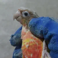 فروش دو عدد گرینچیک و دوعدد عروس|پرنده|بهبهان, |دیوار